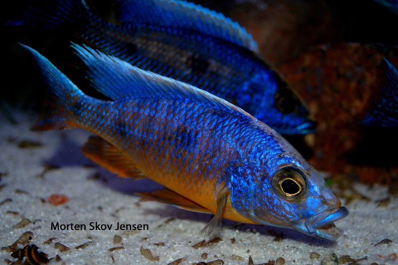 Otopharynx lithobates 'Three Peaks Reef'